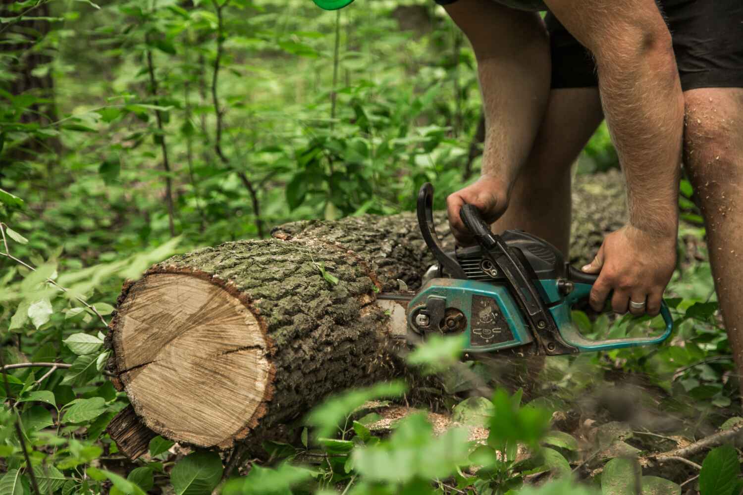 Best Tree Branch Trimming  in Morrison, IL